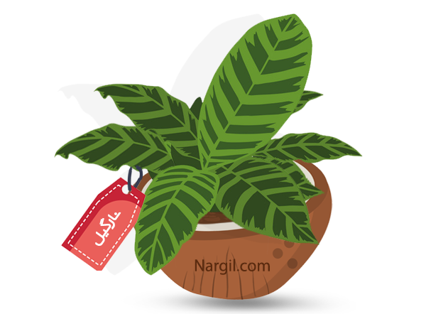 Nargil_Calathea Zebrina